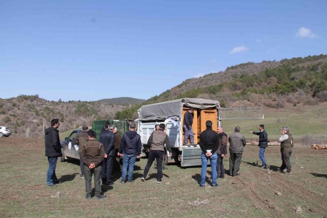 Çorum’da 5 Kızılgeyik Doğaya Salındı
