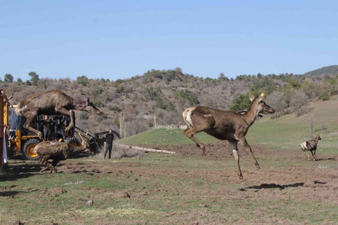 Çorum’da 5 Kızılgeyik Doğaya Salındı
