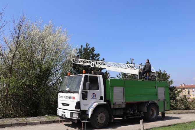 Düzce Belediyesi Böcekle Mücadele Ediyor