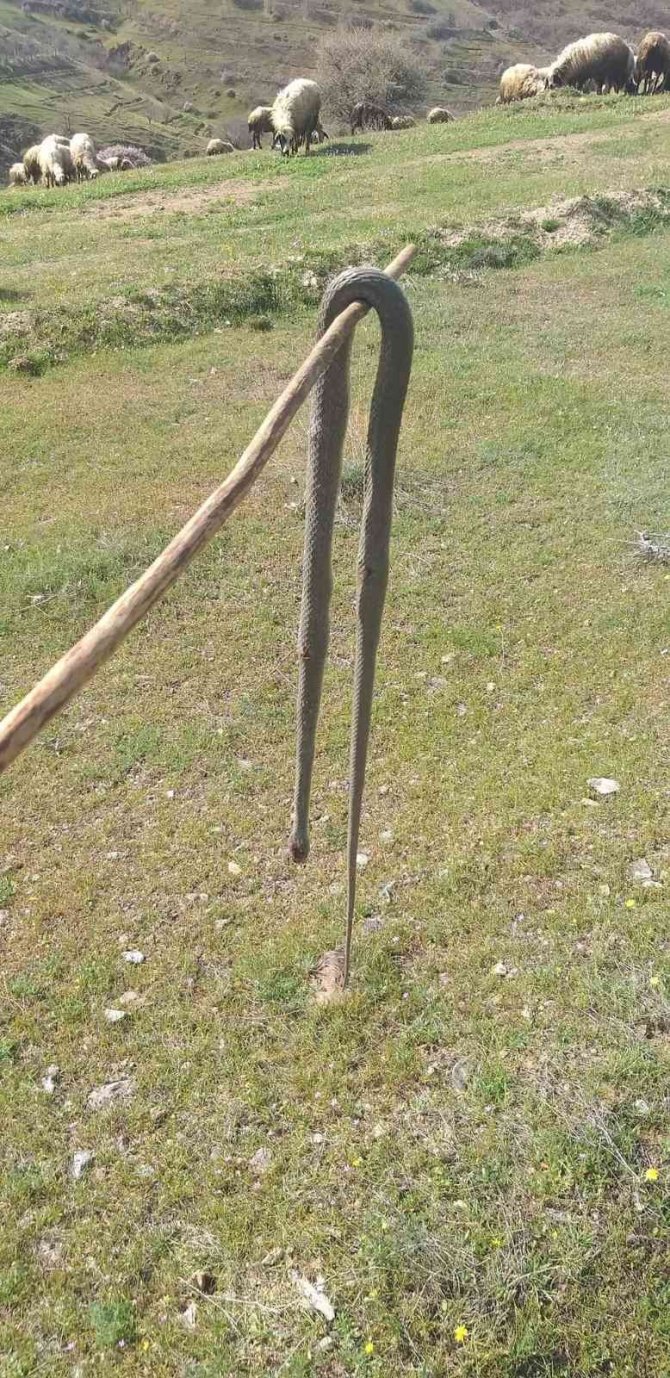 Elazığ’da Baharın Gelmesiyle Yılanlar Görülmeye Başlandı
