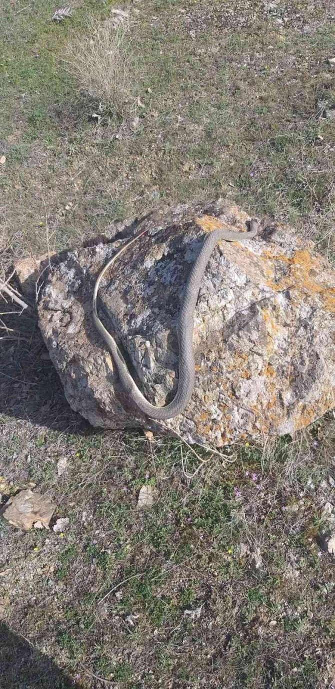 Elazığ’da Baharın Gelmesiyle Yılanlar Görülmeye Başlandı