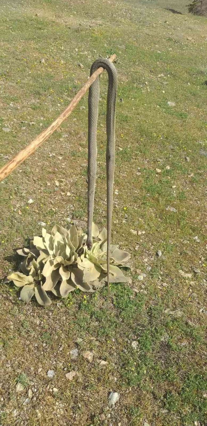 Elazığ’da Baharın Gelmesiyle Yılanlar Görülmeye Başlandı