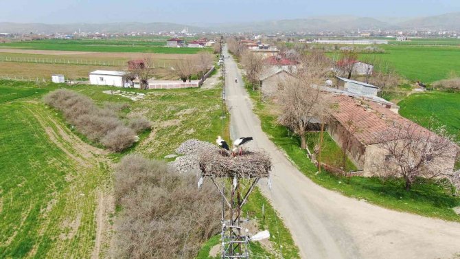 60 Yıldır Aynı Direğe Yuva Yapıyorlardı, Bu Yıl Yine Geldiler