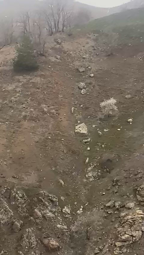 Elazığ’da Kurt Sürüsü Görüntülendi