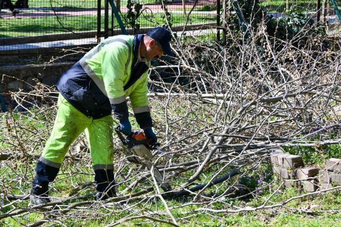 Teke Böceği Mücadelesi: 133 Ağaç İmha Edildi
