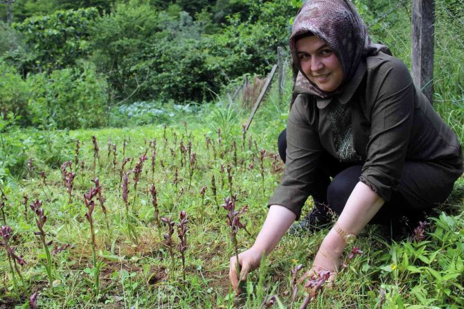 Giresun’da Fındığa Ek Gelir Maviyemiş Ve Salep Üretimine Hibe Desteği