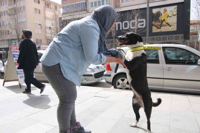 Kırşehir’de Hayvanların Zehirlenerek Öldürüldüğü İddiası