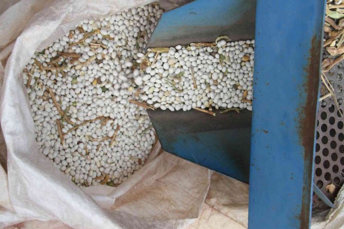 Beyşehir’in Coğrafi İşaretli Çetmi Şeker Fasulyesi Avrupa Ülkelerine Gönderiliyor