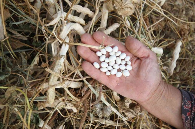 Beyşehir’in Coğrafi İşaretli Çetmi Şeker Fasulyesi Avrupa Ülkelerine Gönderiliyor