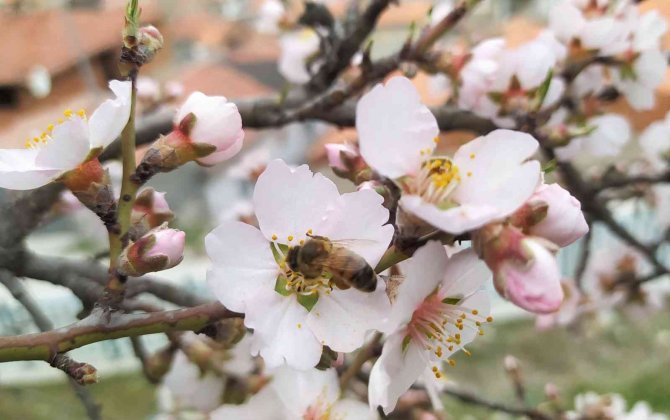 Badem Ağaçları Bu Yıl Zamanında Çiçek Açtı