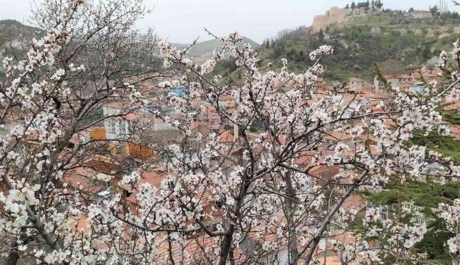 Badem Ağaçları Bu Yıl Zamanında Çiçek Açtı