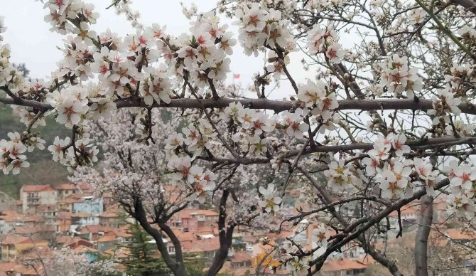 Badem Ağaçları Bu Yıl Zamanında Çiçek Açtı