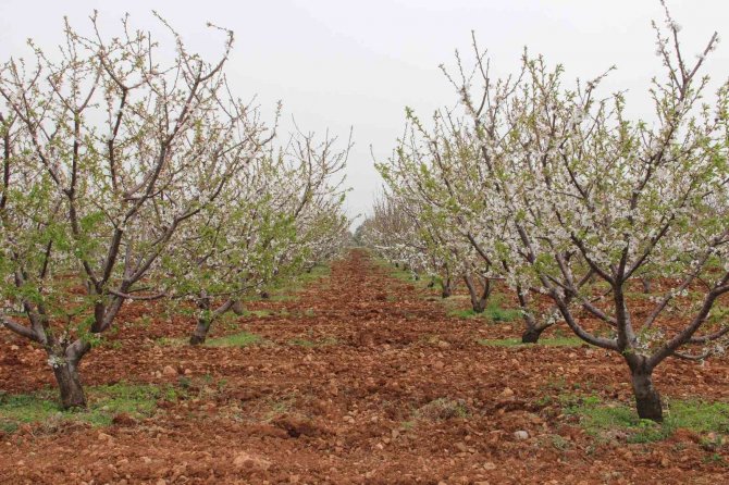 Kiraz Üreticisi Çifte Bayrama Hazırlanıyor