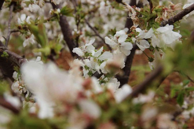 Kiraz Üreticisi Çifte Bayrama Hazırlanıyor