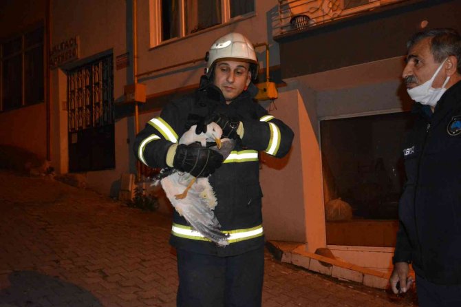 Apartmanın Havalandırma Boşluğuna Düşen Martı Çocuğun Dikkati Sayesinde Kurtarıldı