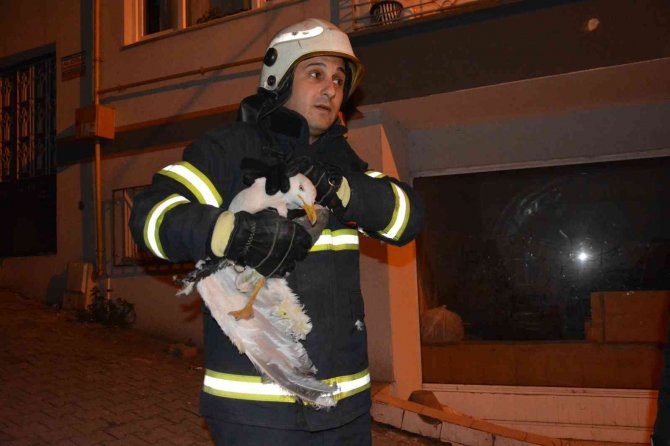Apartmanın Havalandırma Boşluğuna Düşen Martı Çocuğun Dikkati Sayesinde Kurtarıldı