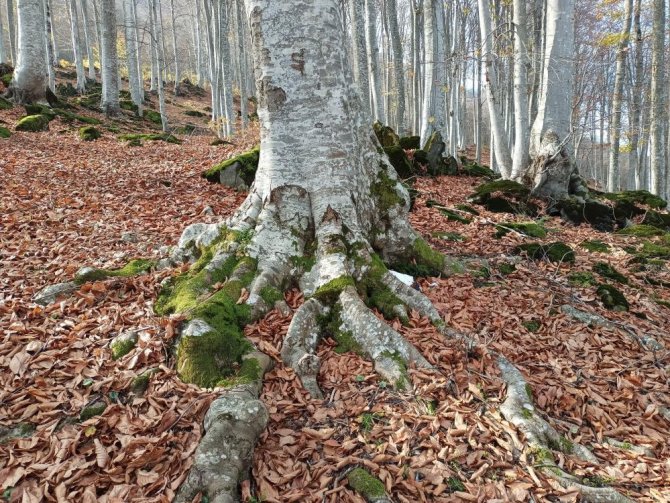 Samsun’a 82 Proje İle 98 Milyon Tl’lik Orman Yatırımı
