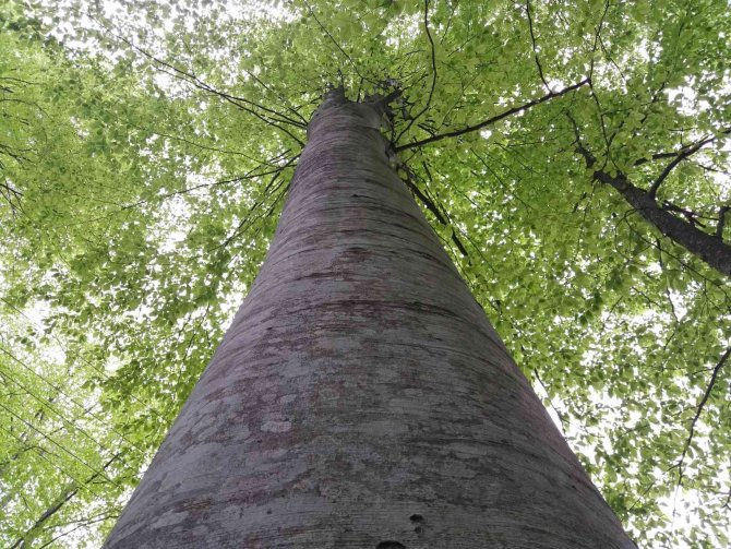 Samsun’a 82 Proje İle 98 Milyon Tl’lik Orman Yatırımı