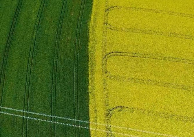 Ülkedeki Yağ Açığının Giderilmesi İçin Kanola Üzerine Tartışılıyor: Dayanıklılık Ve Daha Fazla Yağ