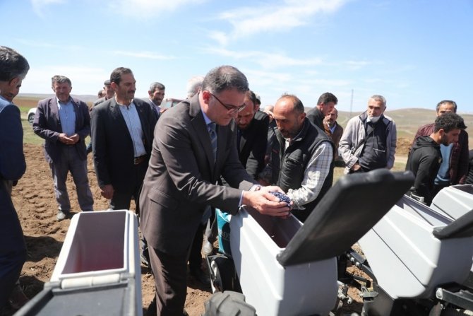 Tokat’ta, 700 Çiftçiye Yüzde 50 Hibeli Ayçiçeği Tohumu Dağıtıldı