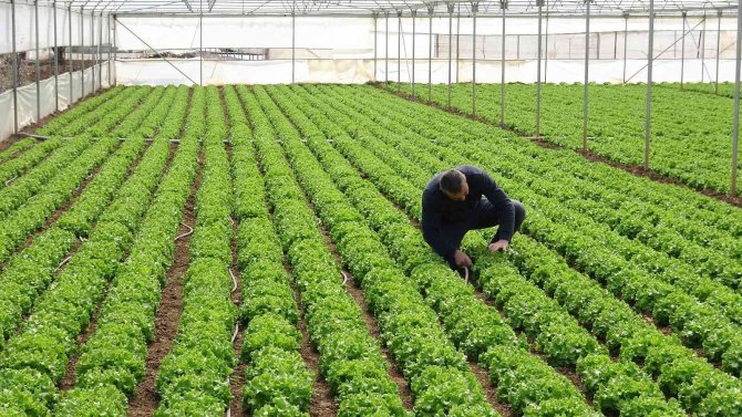 Tokat’ta Marul Serada 8 Lira, Markette 15 Lira