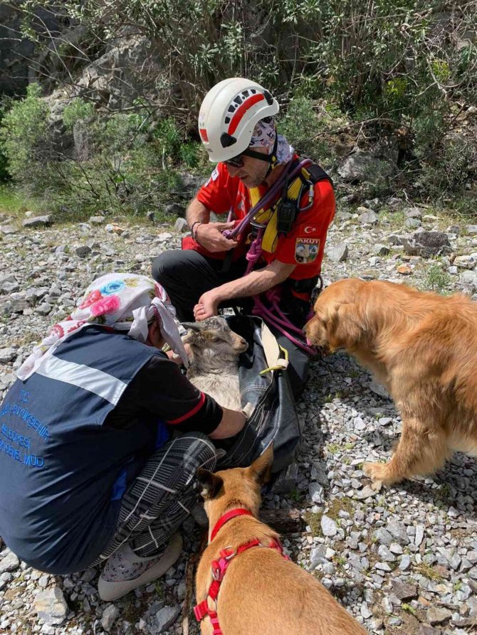Kayalıklarda 4 Gündür Mahsurdu, Akut Kurtardı