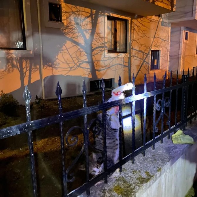 Çiftlikköy’de Kedi Kurtarma Operasyonu