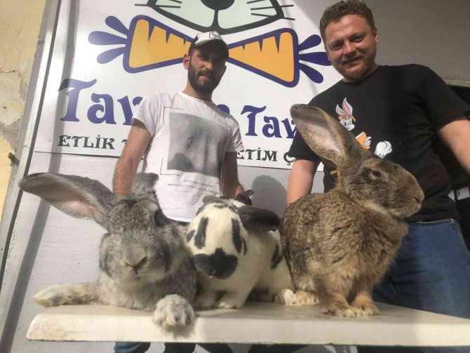 Dev Tavşanlar Görenleri Şaşırtıyor