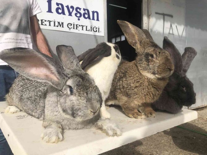 Dev Tavşanlar Görenleri Şaşırtıyor