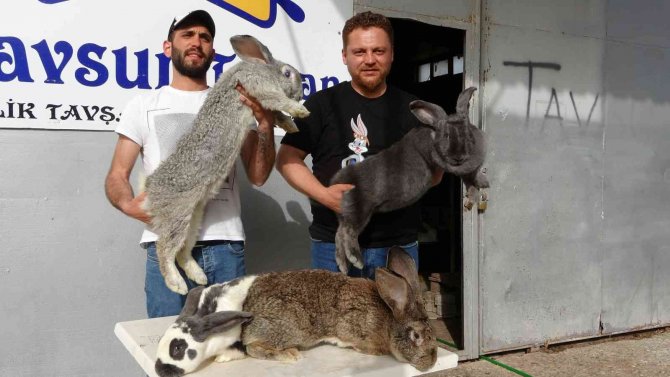 Dev Tavşanlar Görenleri Şaşırtıyor