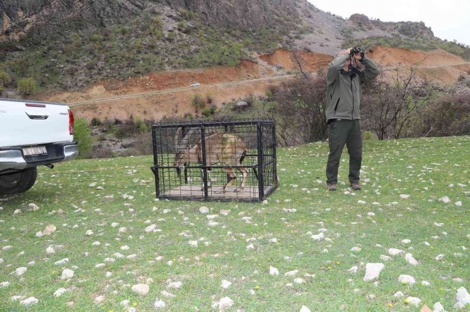 Tedavisi Biten Yaralı Dağ Keçisi, Adıyaman’da Doğaya Bırakıldı