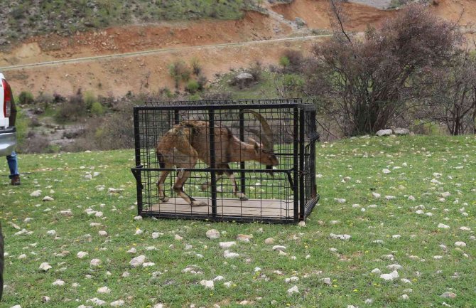 Tedavisi Biten Yaralı Dağ Keçisi, Adıyaman’da Doğaya Bırakıldı