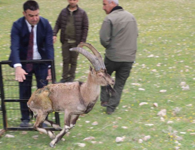 Tedavisi Biten Yaralı Dağ Keçisi, Adıyaman’da Doğaya Bırakıldı