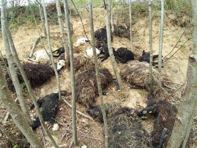 Önce Bir Koyun Sonra Sürünün Tamamı Atladı, 45 Kuzu Ve Koyun Telef Oldu