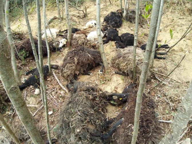 Önce Bir Koyun Sonra Sürünün Tamamı Atladı, 45 Kuzu Ve Koyun Telef Oldu