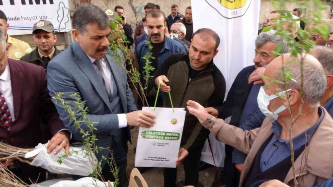 Çorum’da Çiftçilere Ücretsiz Sahlep Ve Badem Fidanı Dağıtıldı