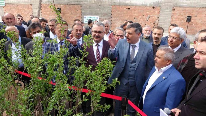 Çorum’da Çiftçilere Ücretsiz Sahlep Ve Badem Fidanı Dağıtıldı
