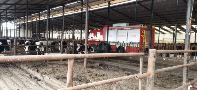 Foseptik Çukuruna Düşen Büyükbaş Hayvanı İtfaiye Kurtardı