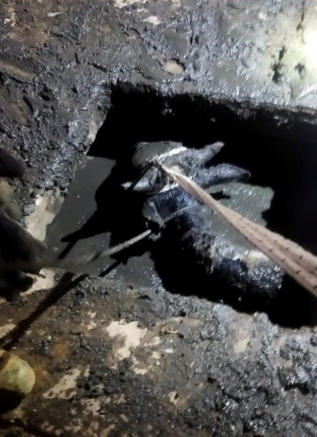 Foseptik Çukuruna Düşen Büyükbaş Hayvanı İtfaiye Kurtardı