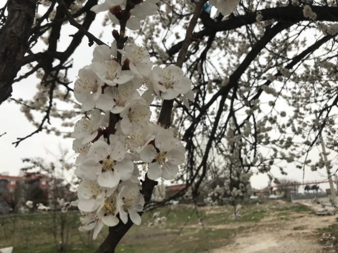 Eskişehir’de Seyrine Doyumsuz Çiçek Manzaraları