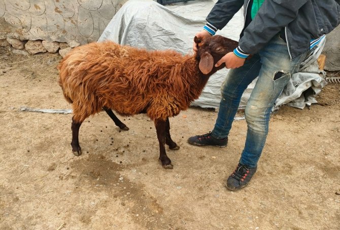 Iğdır’da Koyun Hırsızlığı: 3 Şüpheli Tutuklandı