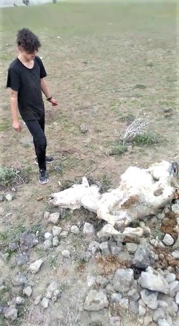 Boş Araziye Atılan Koyun Derileri Ve Telef Olan Eşek Çevre Kirliliği Oluşturdu