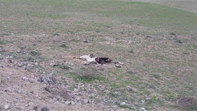 Boş Araziye Atılan Koyun Derileri Ve Telef Olan Eşek Çevre Kirliliği Oluşturdu