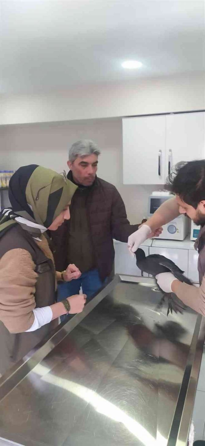 Yaralı Balıkçıl Ve Sakarmeke Tedavi Altına Alındı