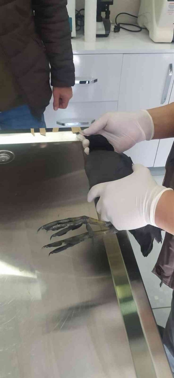 Yaralı Balıkçıl Ve Sakarmeke Tedavi Altına Alındı