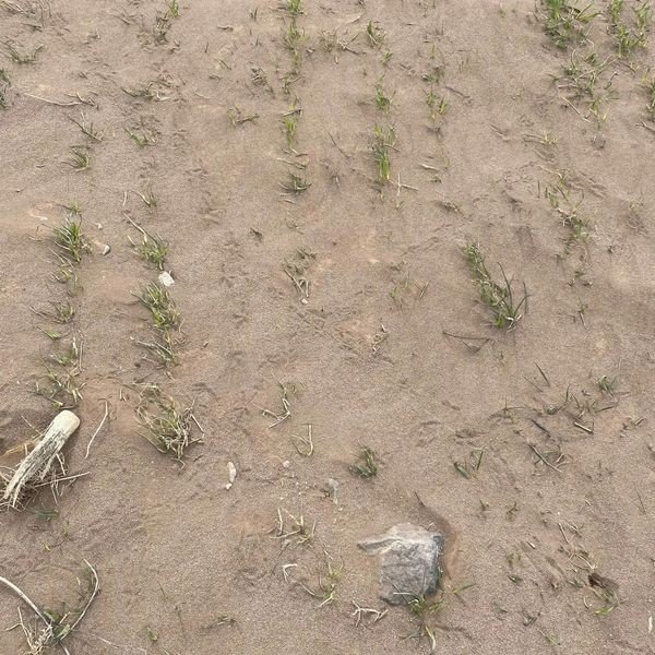 Kulu’da Kum Fırtınası Ekili Alanlara Zarar Verdi