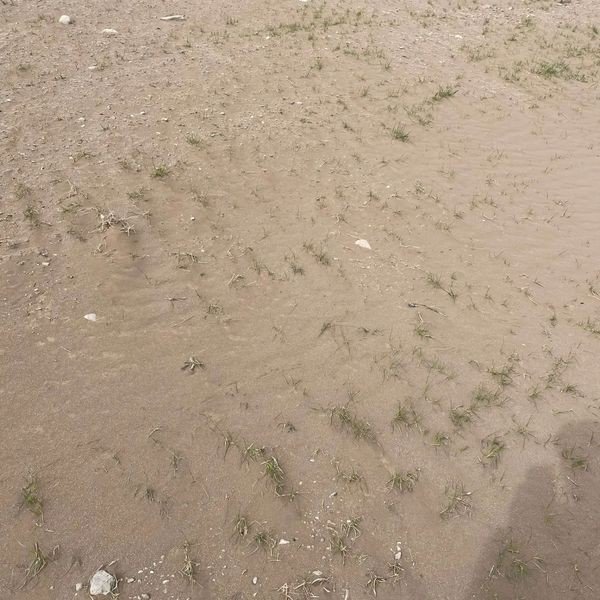 Kulu’da Kum Fırtınası Ekili Alanlara Zarar Verdi