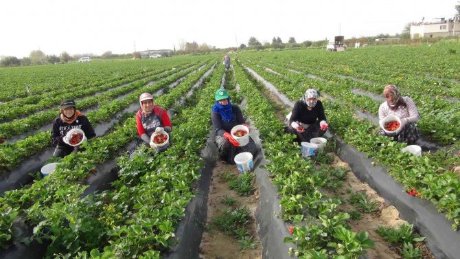 Mersin’de Açıkta Çilek Hasadı Başladı