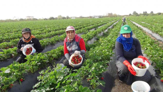Mersin’de Açıkta Çilek Hasadı Başladı