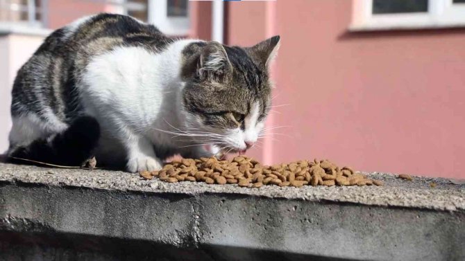 Büyükşehir Belediyesi Sokak Hayvanlarının Mamasını Kendisi Üretiyor